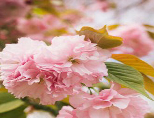 ANEM Community Prayer 05-06-26