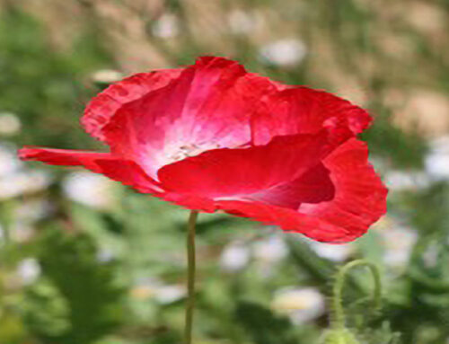 ANEM Community Prayer 05-14-25