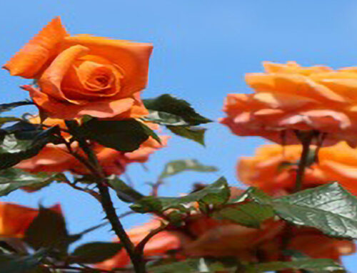ANEM Community Prayer 05-28-25