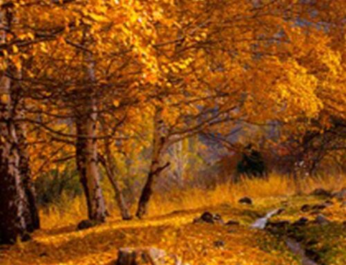 ANEM Community Prayer 10-29-25