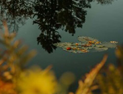 ANEM Community Prayer 10-15-25