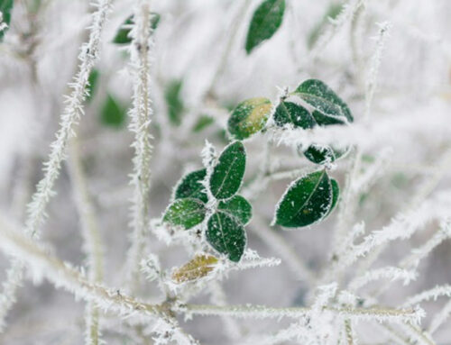 ANEM Community Prayer 01-28-26