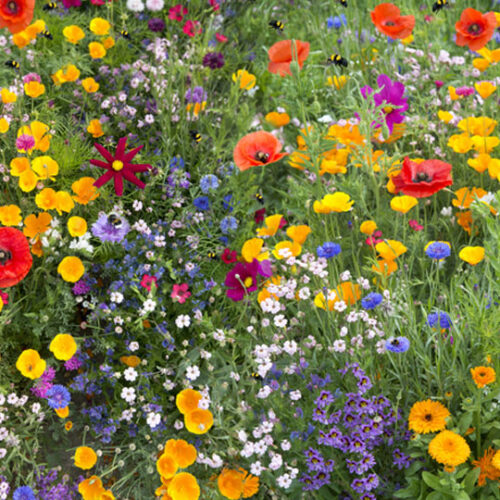 Blossoming Creativity