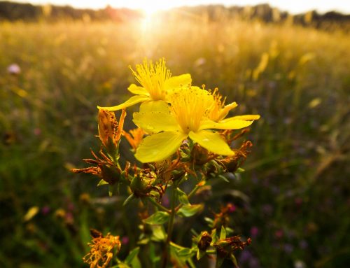ANEM Community Prayer 06-24-26
